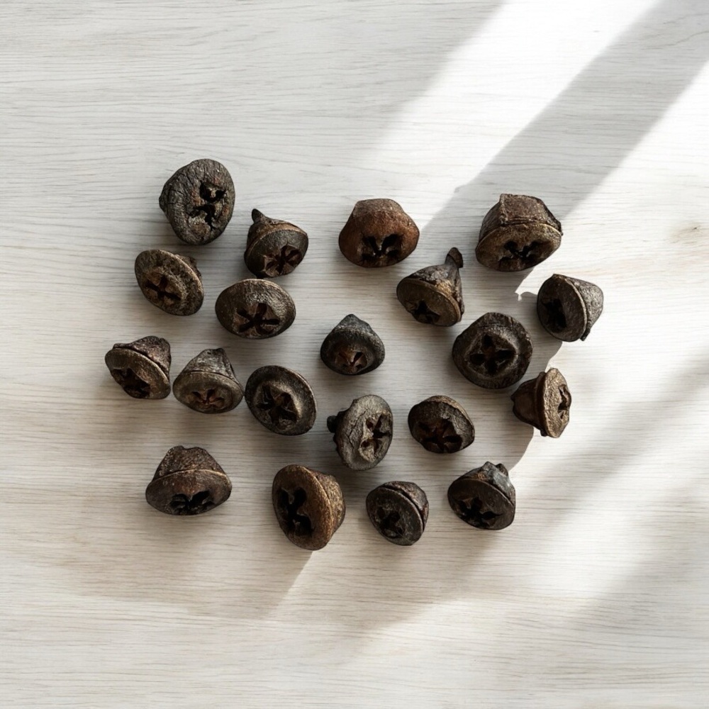 Eucalyptus Seed Pods - set of 20